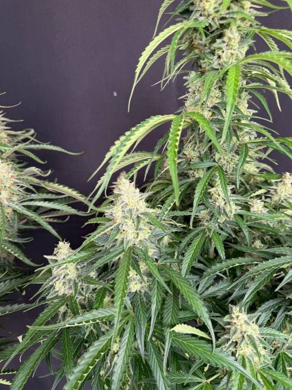 Instagram Northern Lights Auto