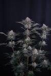 Instagram Mendo Frost Auto™