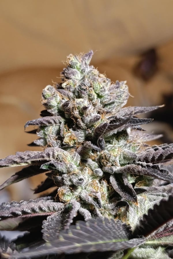 Instagram Biscotti Gelato