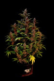 Instagram Purple Punch Auto
