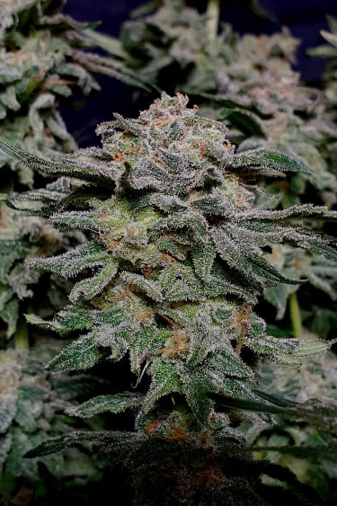 Instagram Wedding Cheesecake FF