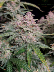 Instagram Banana Purple Punch Auto