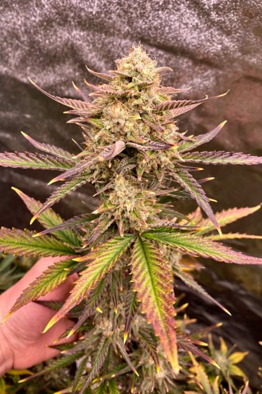 Instagram Guava Auto