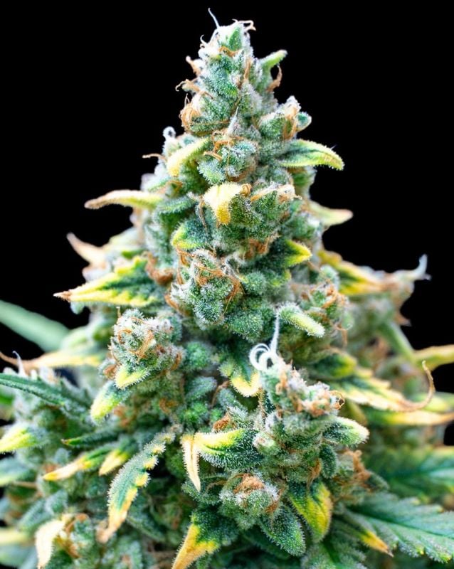 Instagram BubbleGum Auto