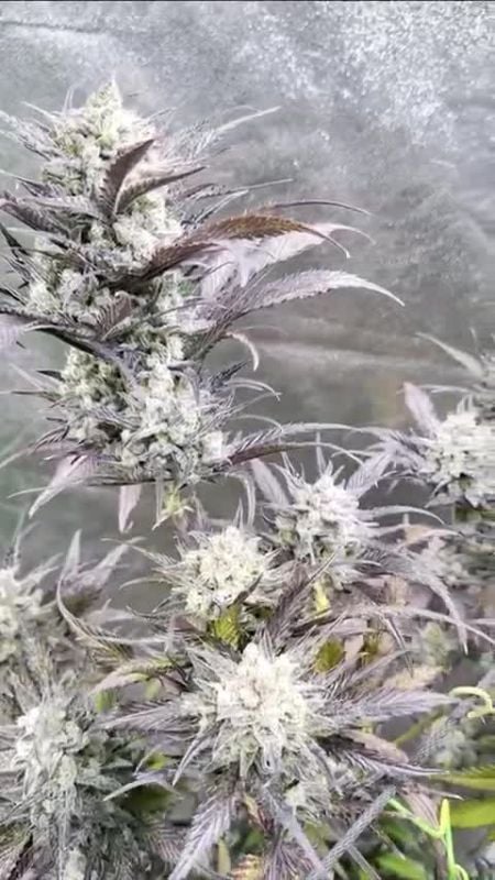 Guava Auto @dodogarden DIS 