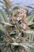 Instagram Pound Cake Auto™