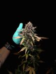 Instagram Mango Cherry Runtz Auto™
