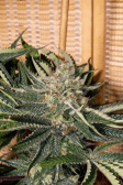 Instagram GG4 Sherbet FF