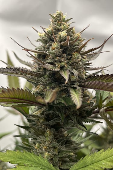 Instagram GG4 Sherbet FF