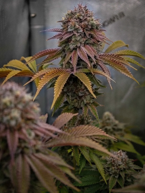 Instagram Gorilla Melon