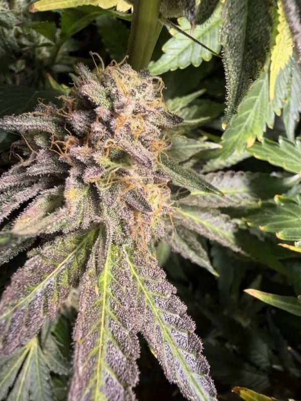 FEM | Z42™