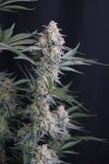 Instagram Lemon Tree Auto™