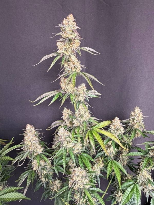 Instagram Skunk Auto