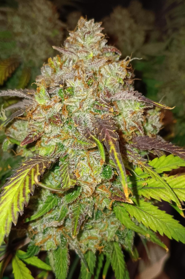 Instagram Jack Herer Auto
