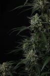 Instagram Banana Guava Auto™