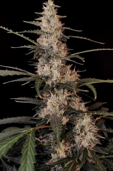 Instagram Amnesia Haze Auto