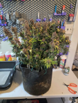 Instagram Purple Haze Auto™
