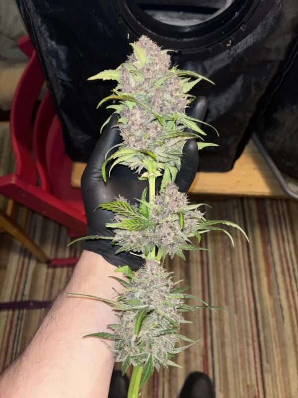 Instagram Banana Purple Punch Auto RF3