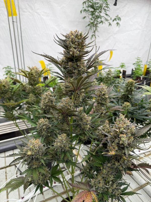 Instagram Chemdawg Auto