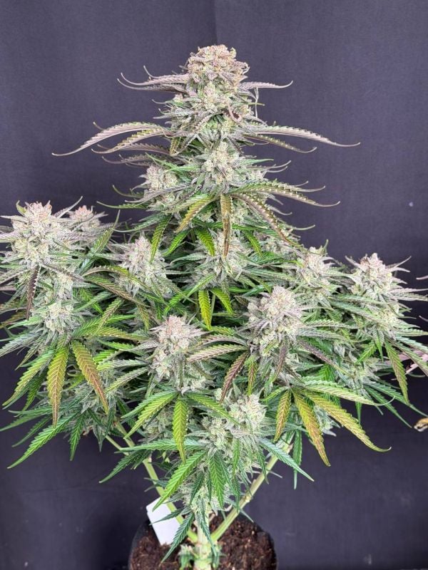 Instagram Blueberry Auto