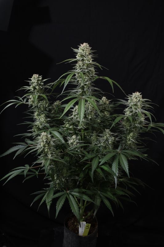 Instagram Banana Cherry Cookies Auto