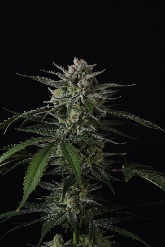 Instagram Banana Guava Auto