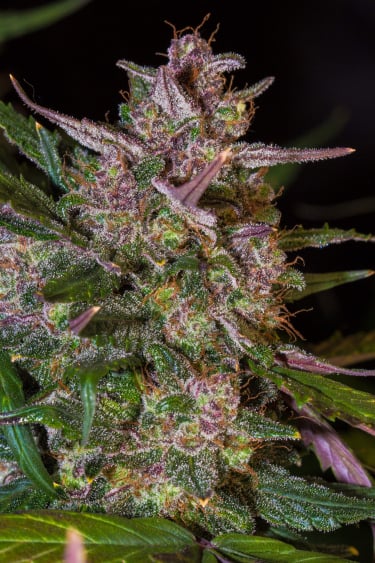 Instagram Stardawg Auto