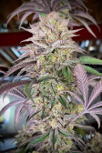 Instagram Papaya Sherbet™