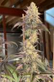 Instagram Papaya Sherbet™