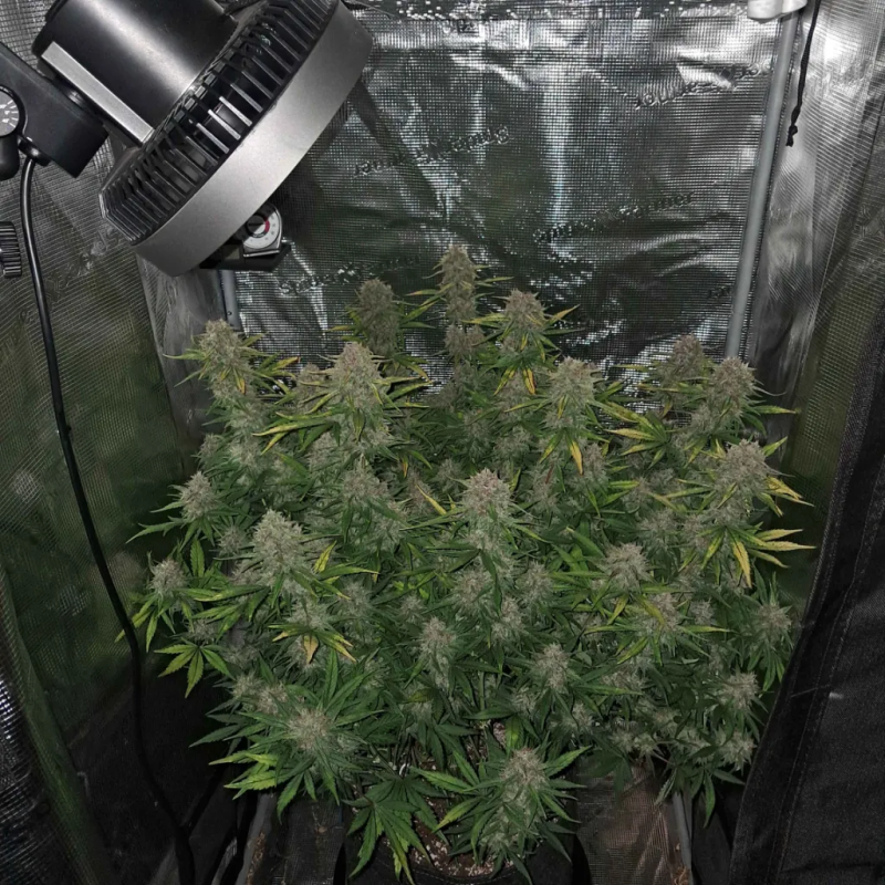 Instagram Lemon Cherry Sundae Auto