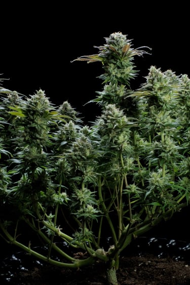 Instagram GG4 Sherbet FF