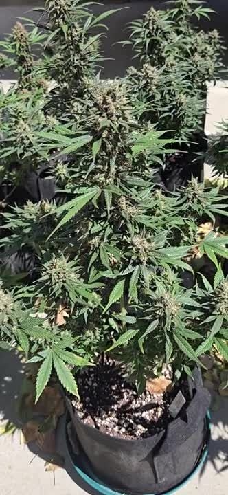 Guava Runtz Auto @chubbs. 