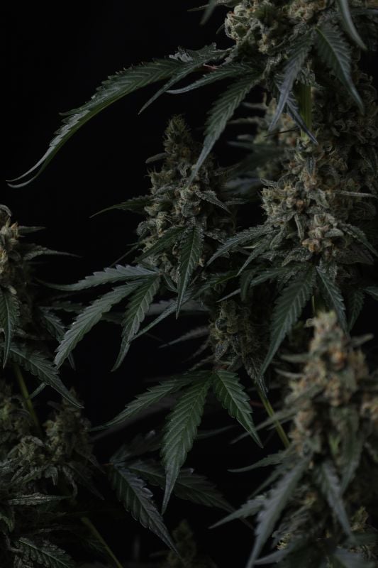Instagram Banana Cherry Cookies Auto