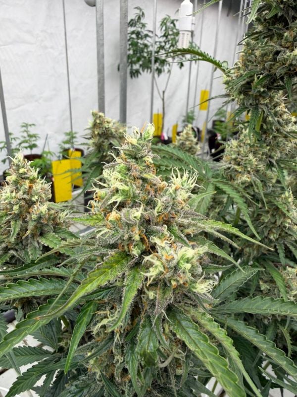 Instagram Skunk Auto