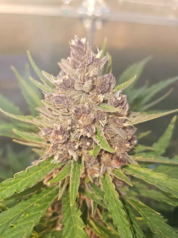 Instagram Apricot Auto