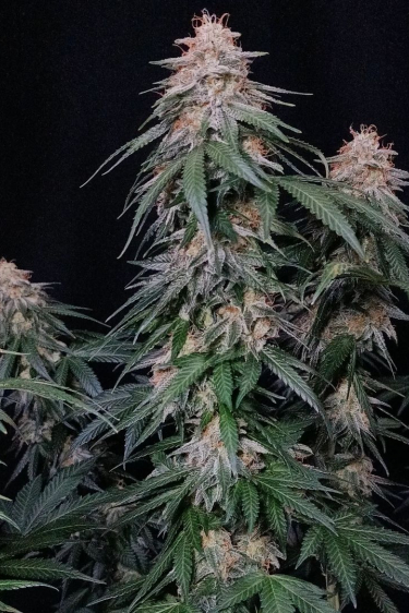 Instagram Orange Sherbet FF