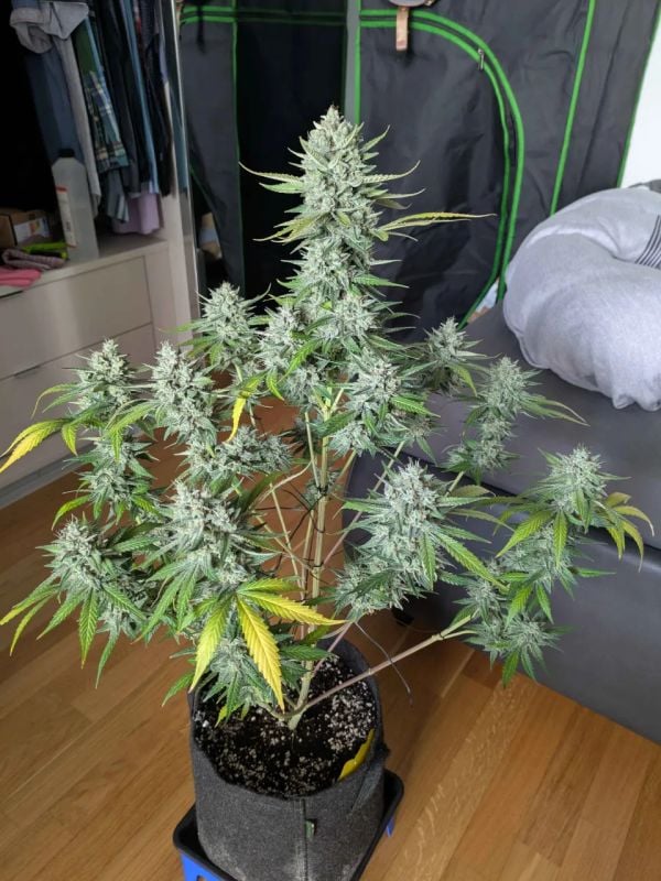Instagram Apricot Auto