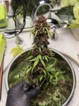 Instagram Purple Lemonade Auto RF3™