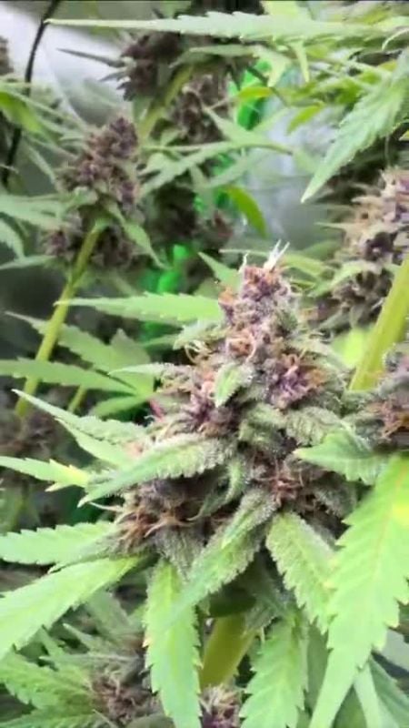 Banana Purple Punch Auto RF3 @timmyterpz DIS 3