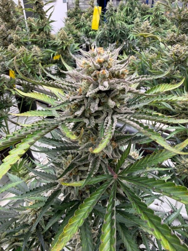 Instagram BubbleGum Auto
