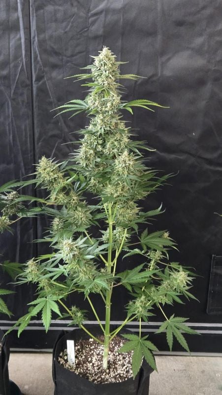 Instagram Banana Cherry Cookies Auto