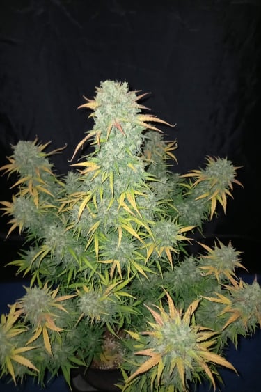 Instagram Californian Snow Auto