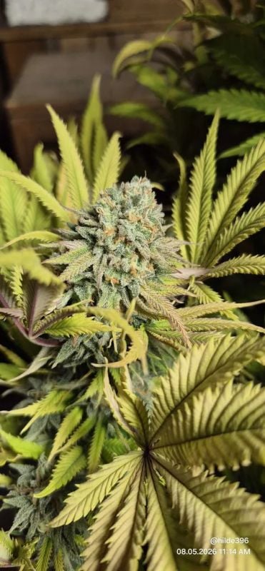 Instagram Lemonpaya