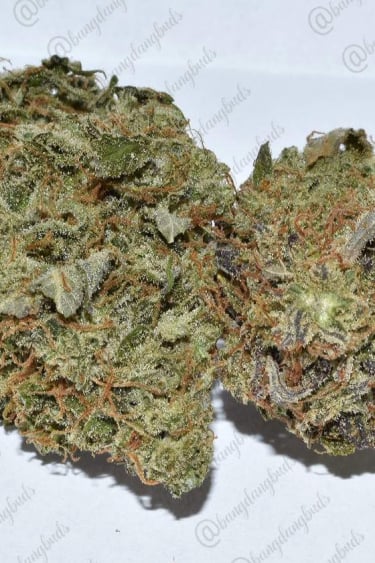 Instagram Grapefruit Auto