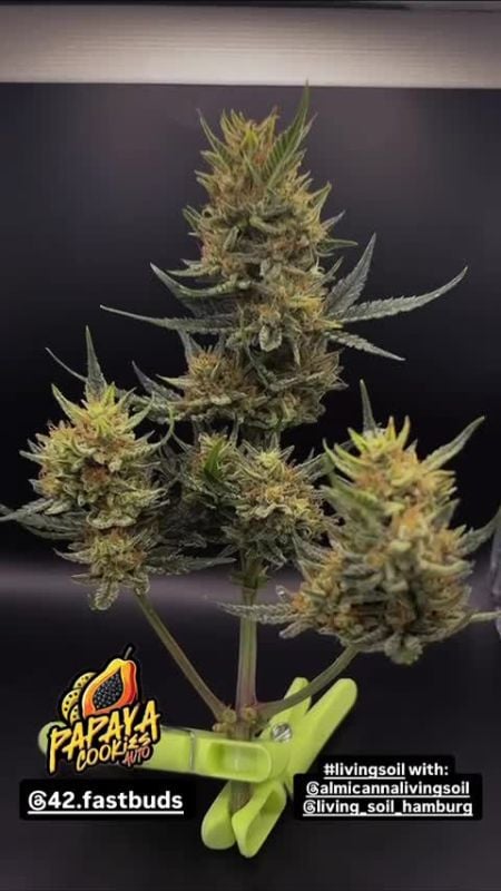 Papaya Cookies Auto @fsp_1990 DIS 