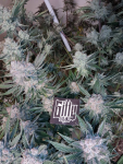 Instagram Cherry Cola Auto