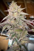 Instagram Papaya Sherbet™