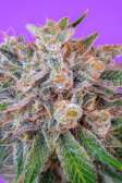 Instagram Gorilla Cookies Auto