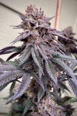 Instagram Papaya Sherbet™