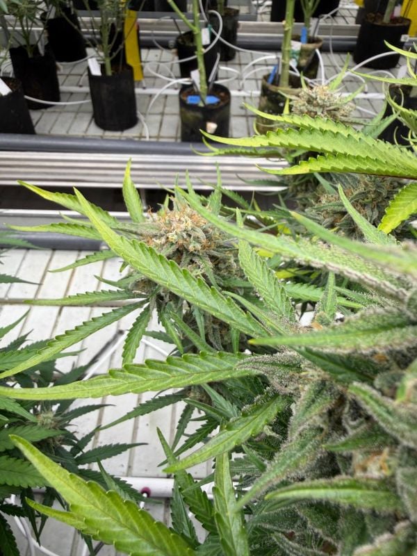Instagram Cinderella Auto